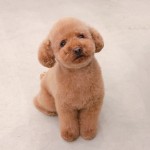 うちの子何位？チョット気になる人気犬種ランキング♪
