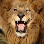 年末年始のおうちステイは「バーチャル動物園」を楽しもう♪