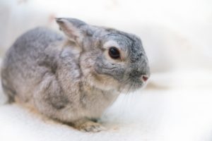 ミニうさぎ