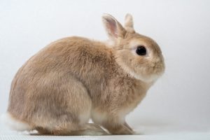 ネザーランドドワーフ