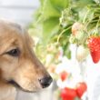 いちごと犬