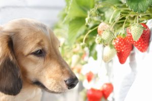 いちごと犬