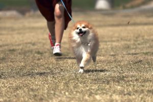 犬のストレス解消