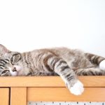 ペットに五月病はあるのか？