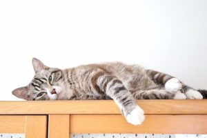 ペットの五月病