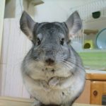 猫でもうさぎでもない？「チンチラ」さんの魅力に迫る！