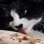 ネコとマタタビと蚊よけ…