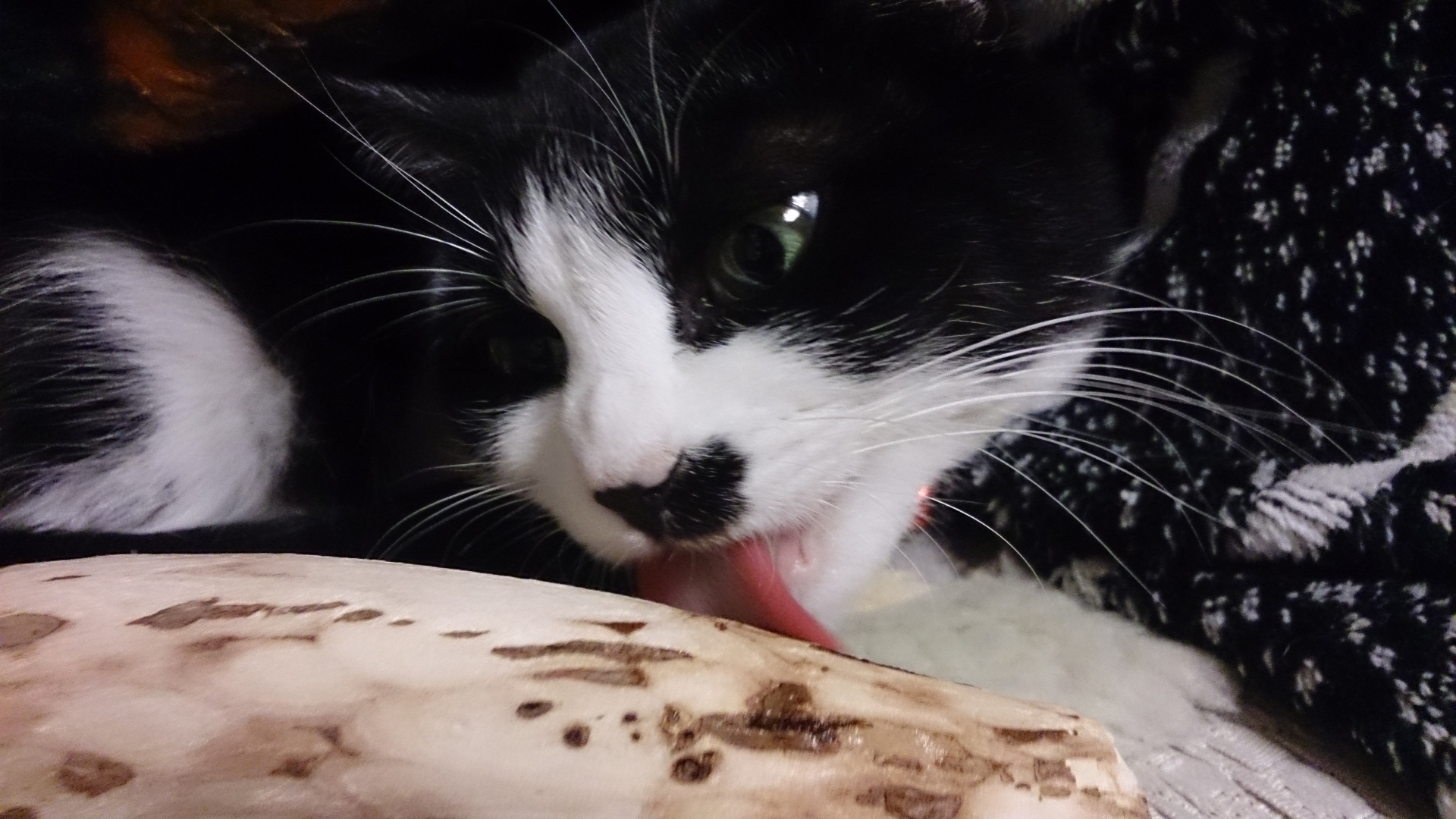 マタタビと猫