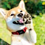 ポップコーン？スナック菓子？肉球のニオイの秘密
