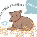 犬に花粉症ってあるの？