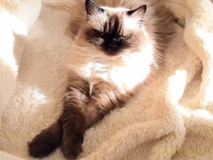 イギリス原産の猫、ヒマラヤン