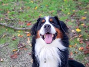 スイス原産の犬、バーニーズマウンテンドッグ