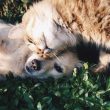 動物愛護