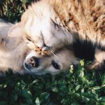 人も動物も幸せに。海外の取り組みとは？