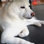 ワンコのため息の理由とは？