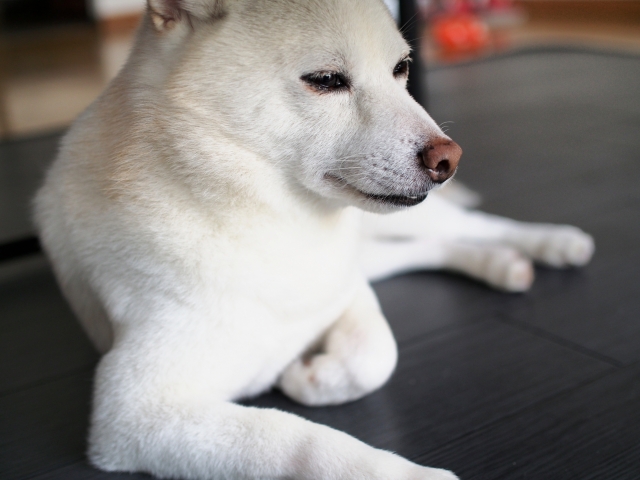 dog sigh