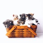 2021年度「猫の名前ランキング」‐コロナ禍で増えた名前とは？