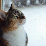 天気とペットの意外な関係