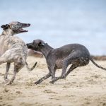 飼い主も意外と知らない？犬猫雑学クイズ