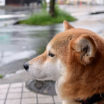 梅雨のお散歩事情