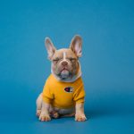「犬の服」にはどんなメリットがあるの？
