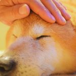 この夏もペットの熱中症対策に注意！