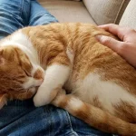 How to make a cat like you