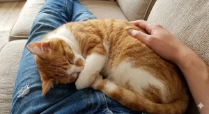 How to make a cat like you