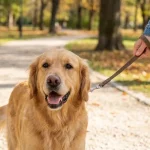 Rental dog is terrible