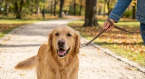 Rental dog is terrible