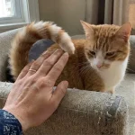 The cat's tail is coming