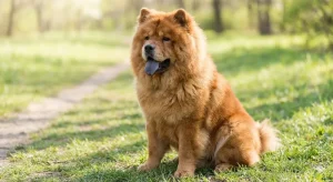 chow chow smell