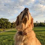 dog doesn't make eye contact