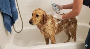 dog fleas removed with shampoo
