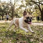 french bulldog unsold