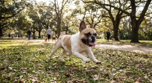 french bulldog unsold