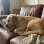 heartworm medicine limp