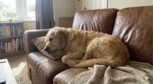 heartworm medicine limp