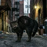 cat scary