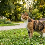 cat like dog