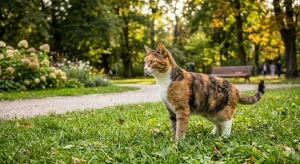 cat like dog