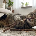 cat matatabi death