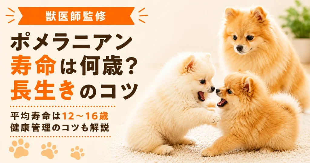 じゃれあう二匹のポメラニアンの子犬と見守るポメラニアン成犬