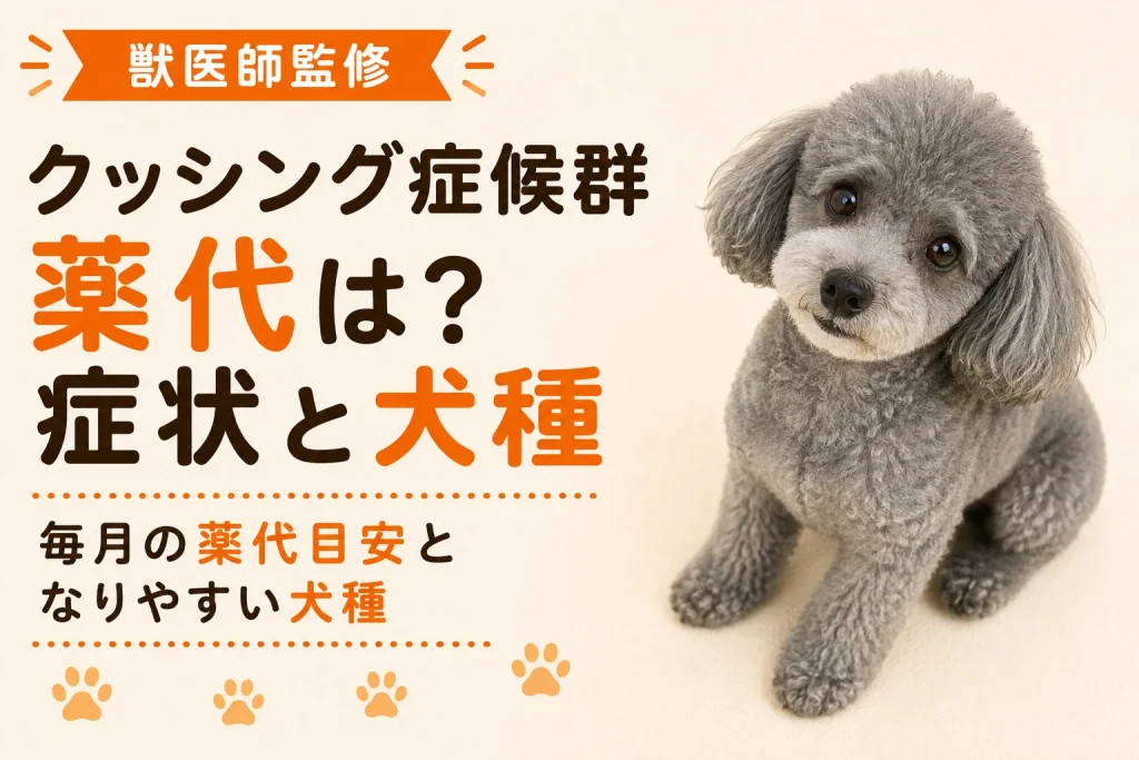 床に座り、こちらを見つめるグレーのトイプードル