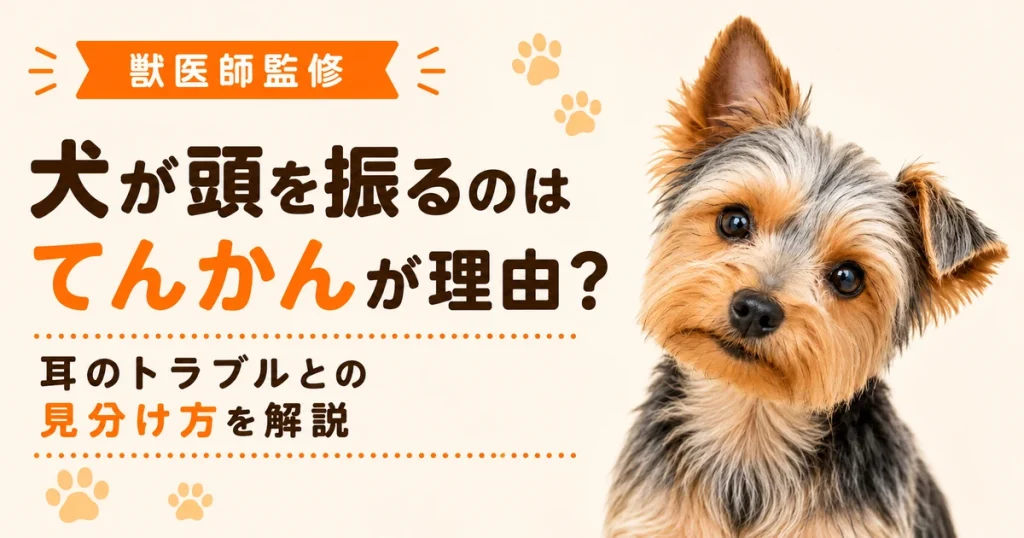 首をかしげる片耳の垂れたヨークシャテリア