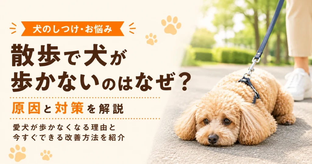 散歩中に歩かなくなったアプリコット色のトイプードル