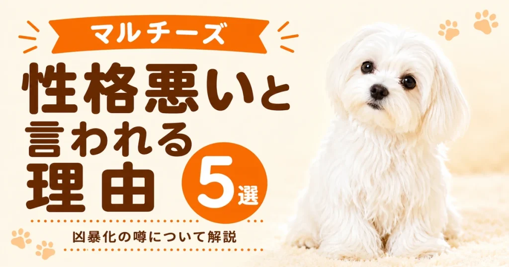 絨毯のうえに座ってこちらをうかがうマルチーズ