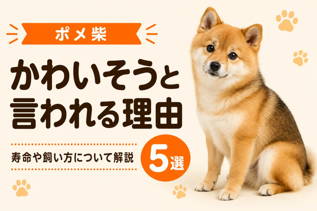 こちらを見つめるポメ柴