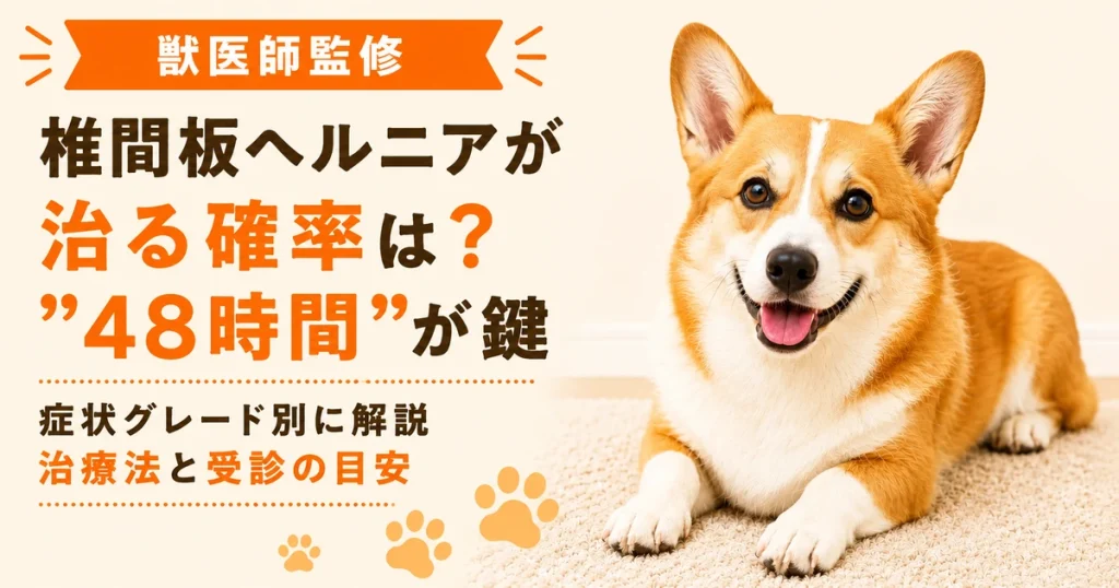 カーペットの上にふせるウェルシュコーギー