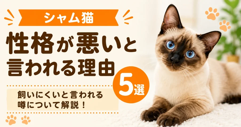 絨毯に寝そべってこちらを見る若いシャム猫